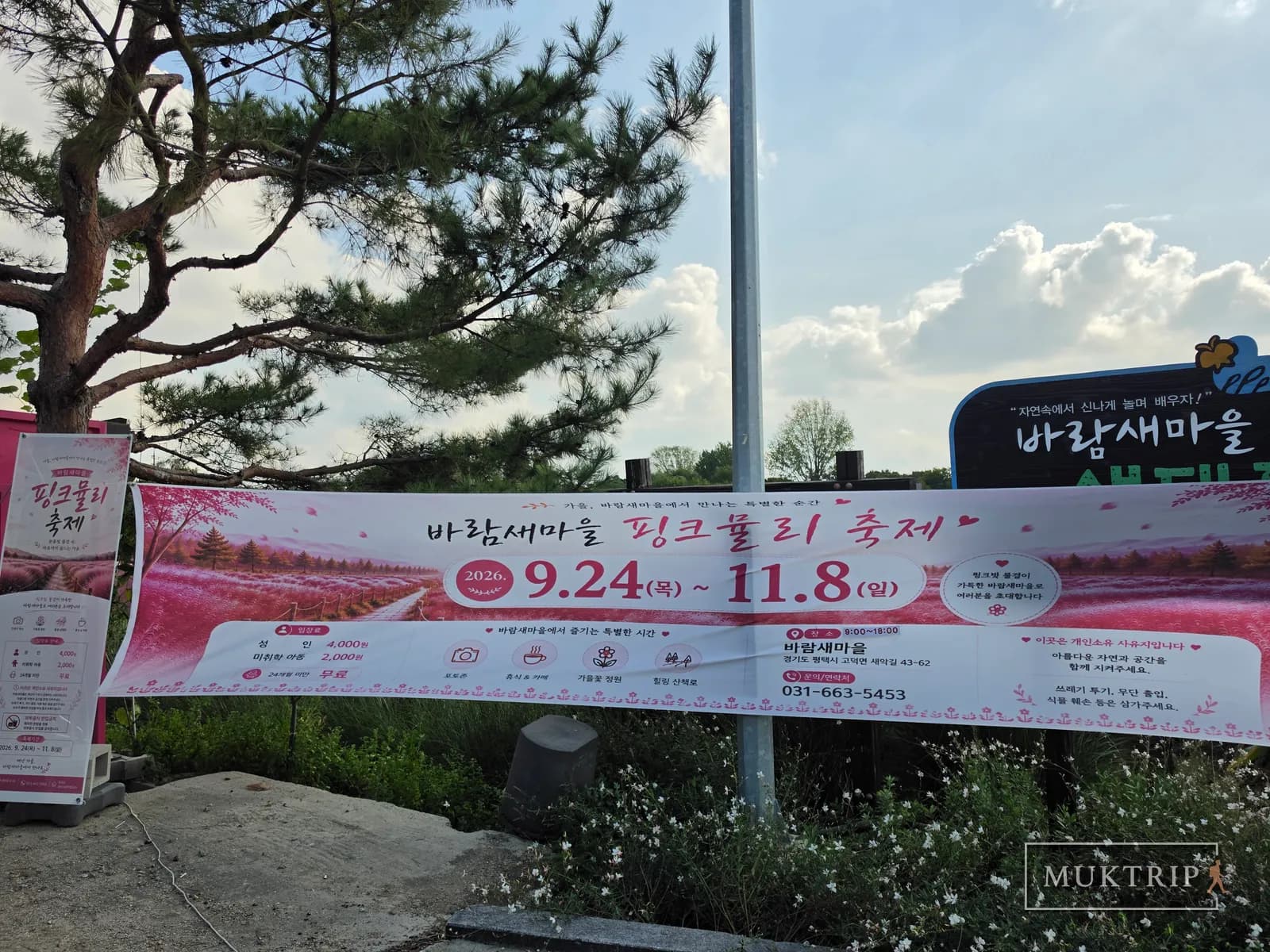 Baramsae Village Picnic Garden in Pyeongtaek: An Autumn Stroll Through the Pink Muhly Garden