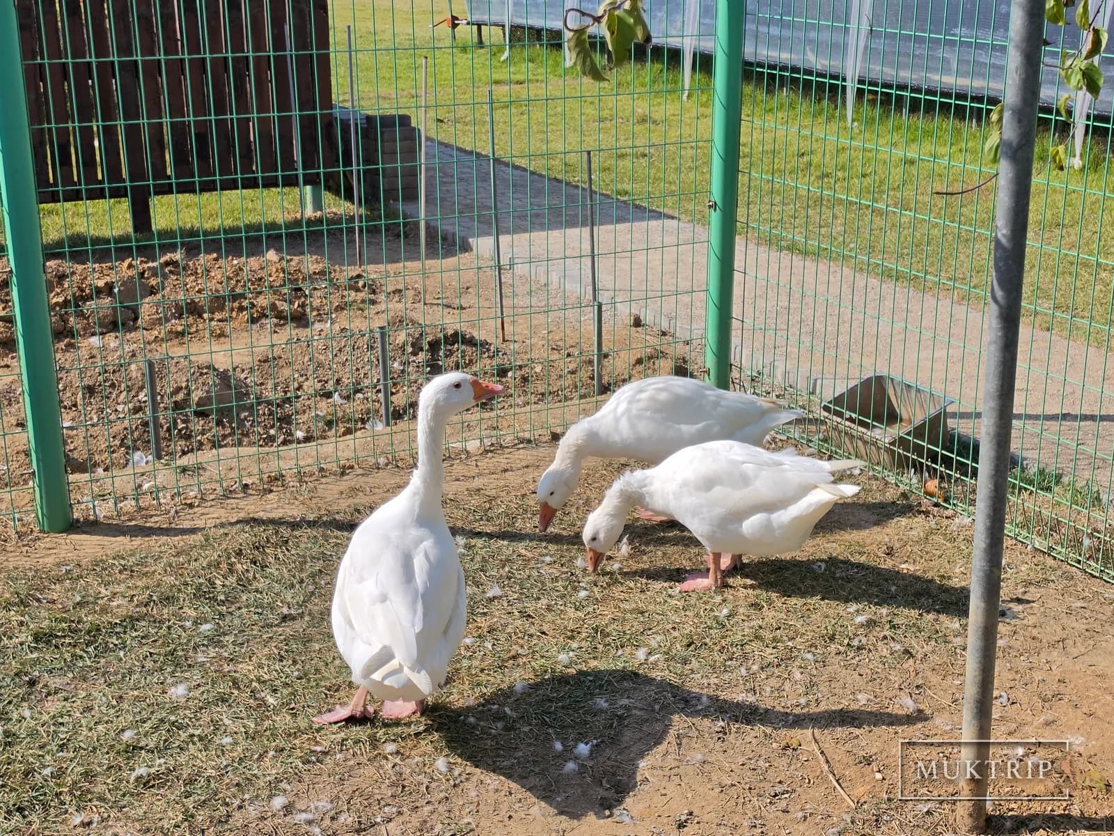 柵の中でえさをついばむ白いガチョウ3羽
