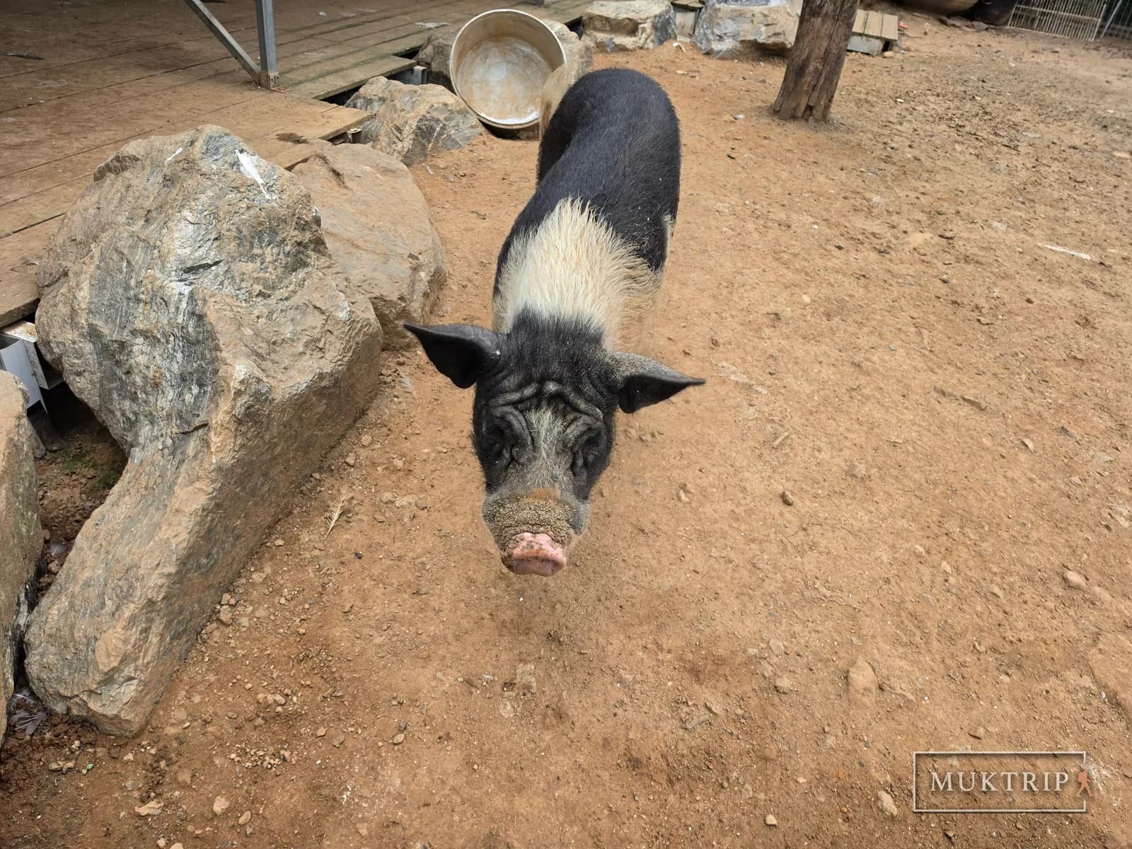A pig raised at Sutamyeongga Jiheungseon Food Village (Hand-Pulled Noodle Restaurant)