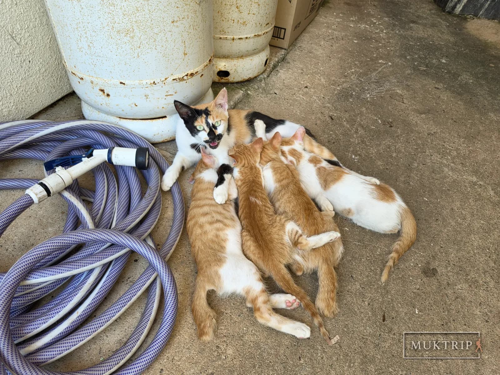 A mother cat nursing her kittens