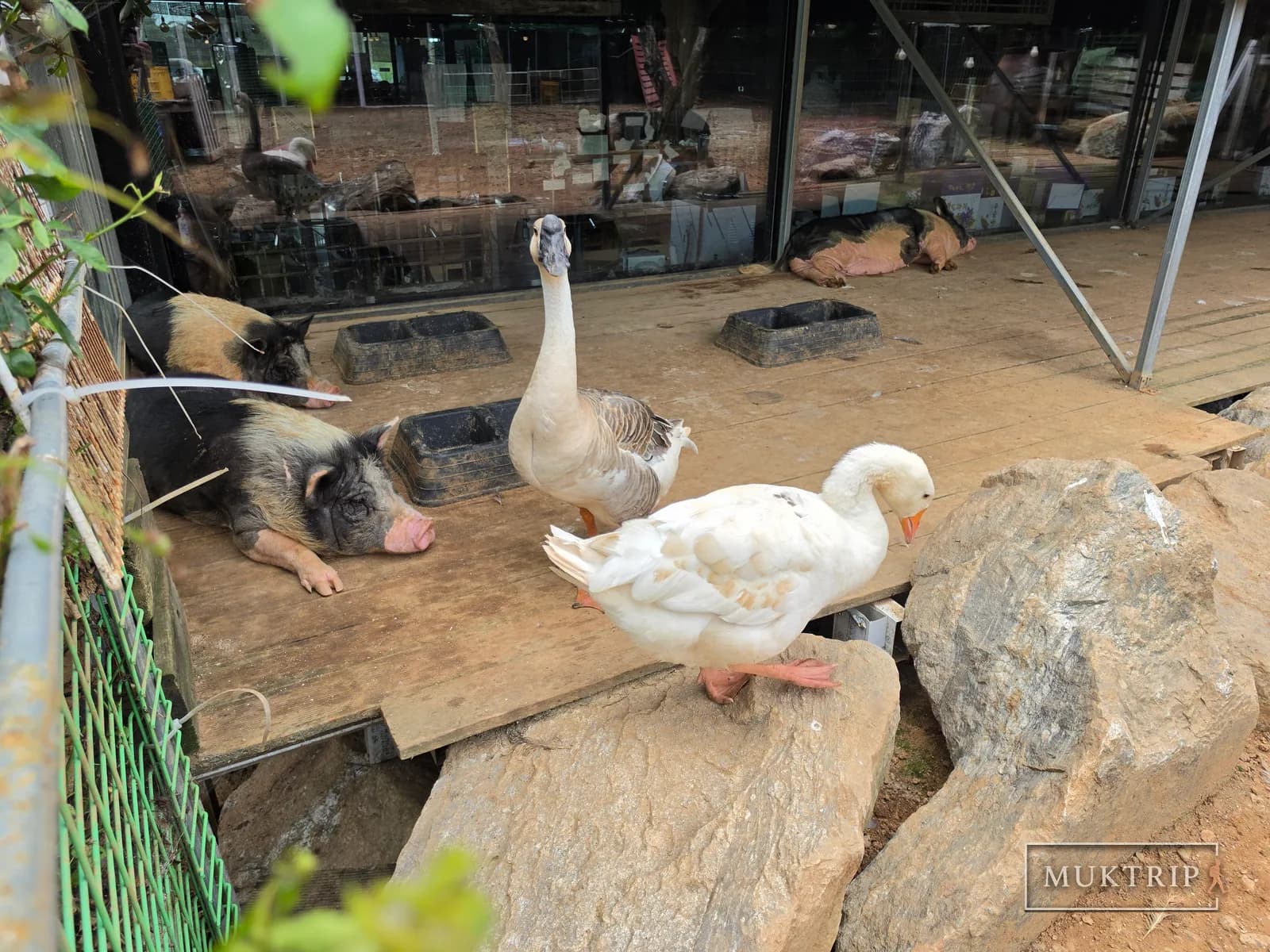 Two geese and pigs lying down