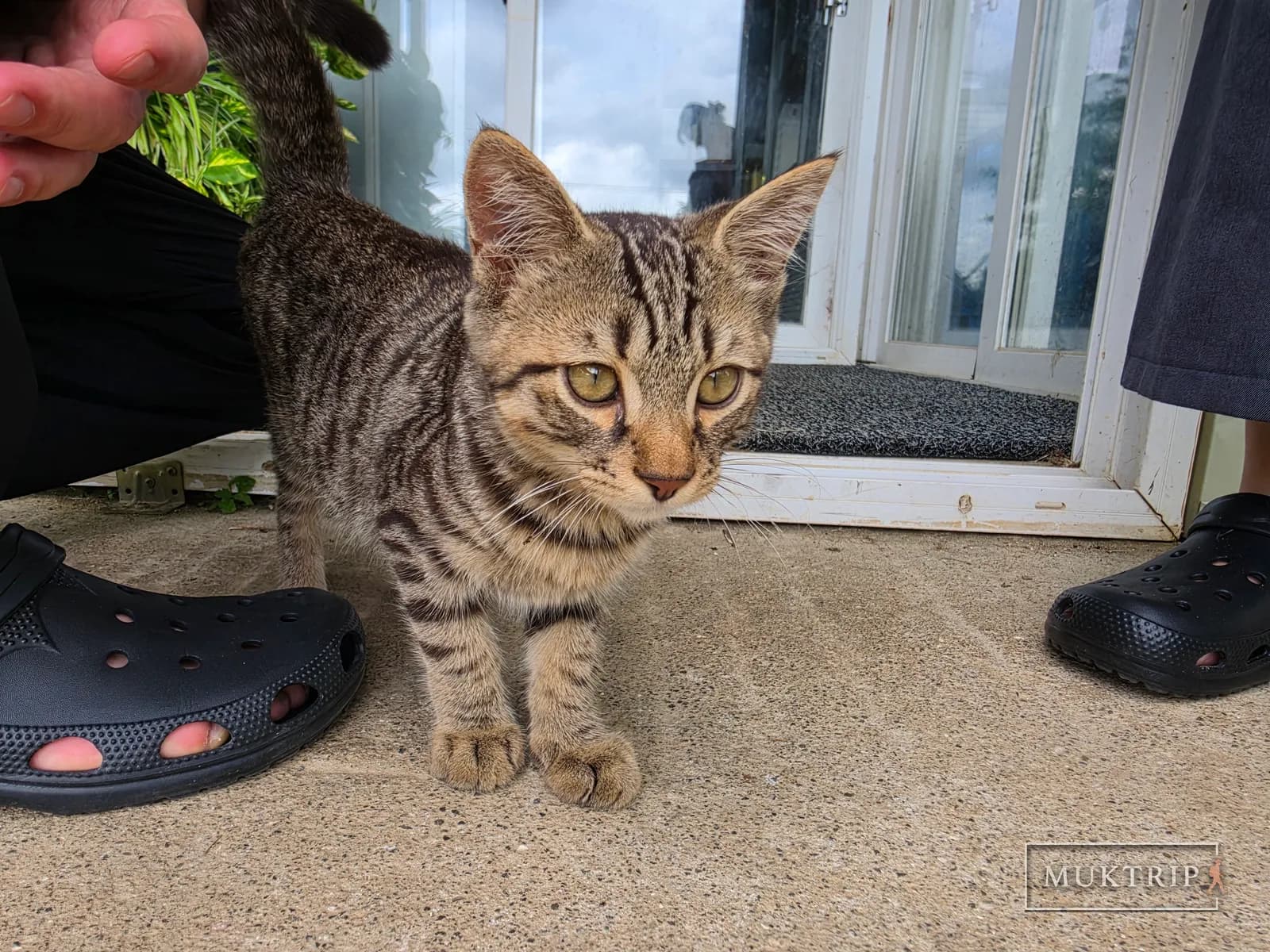 A kitten