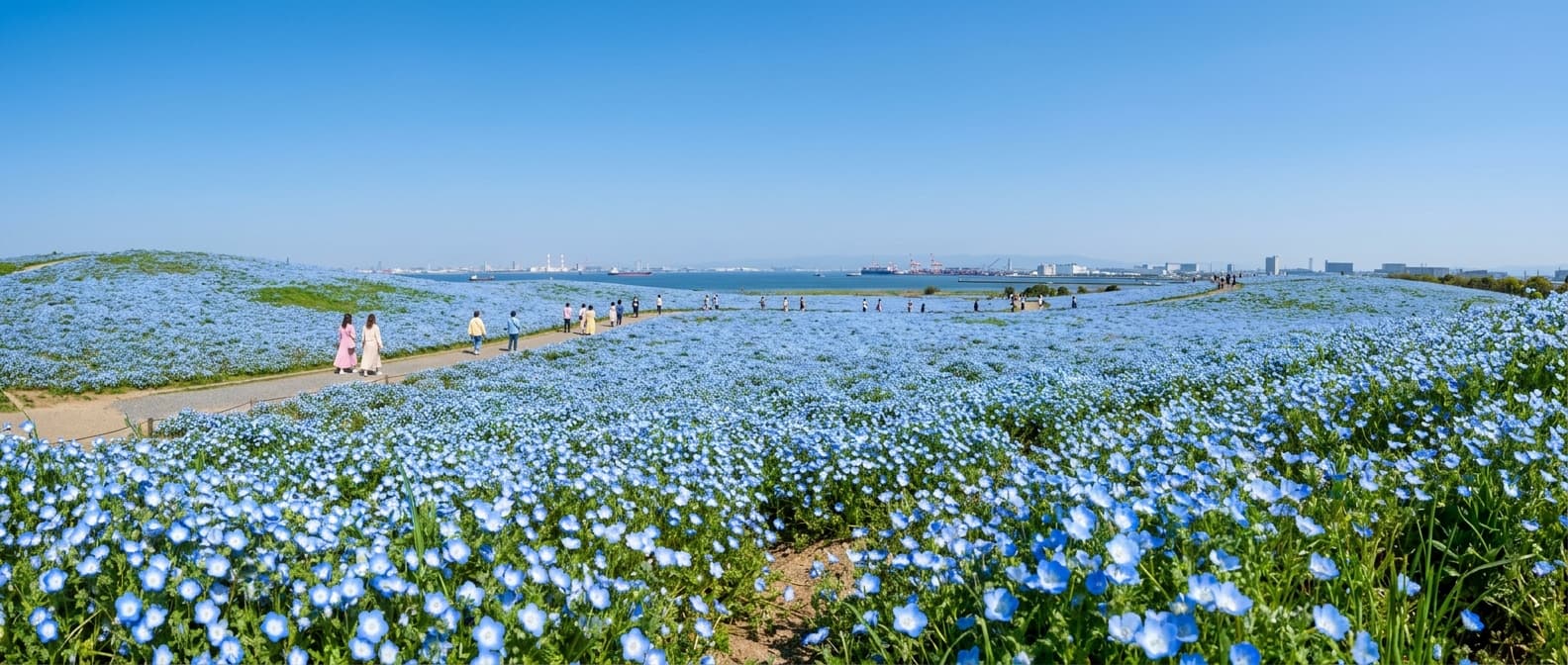 오사카 마이시마 ‘네모필라 축제 2026’ 개막, 푸드트럭과 ‘푸른 절경’이 이번 주 봄 여행 트렌드로 부상