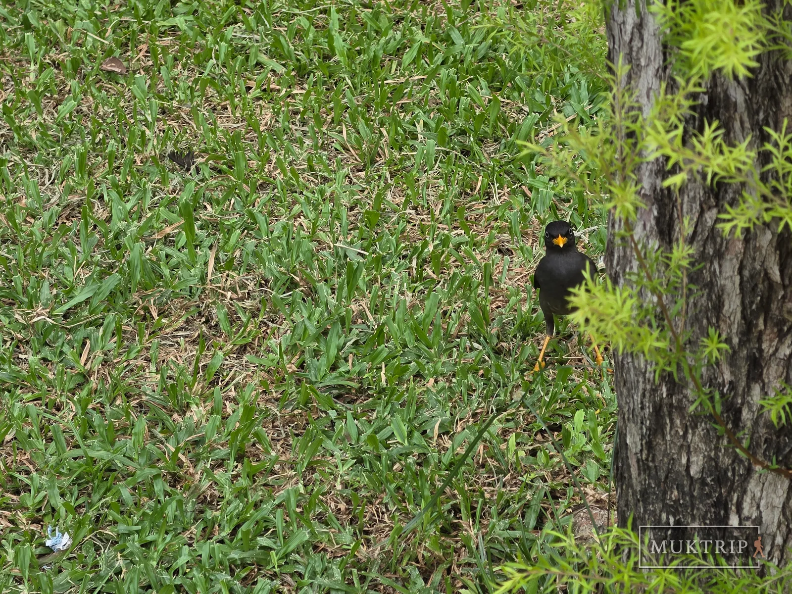 A Javan myna standing on the lawn at Robertson Quay, Singapore